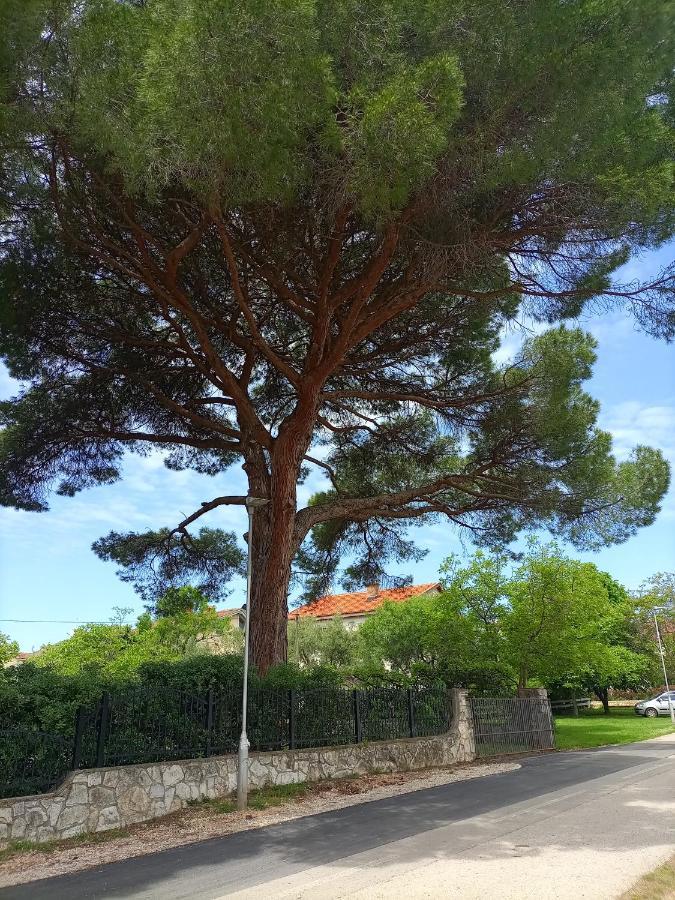 Apartments Ingrid Novigrad Istria Extérieur photo